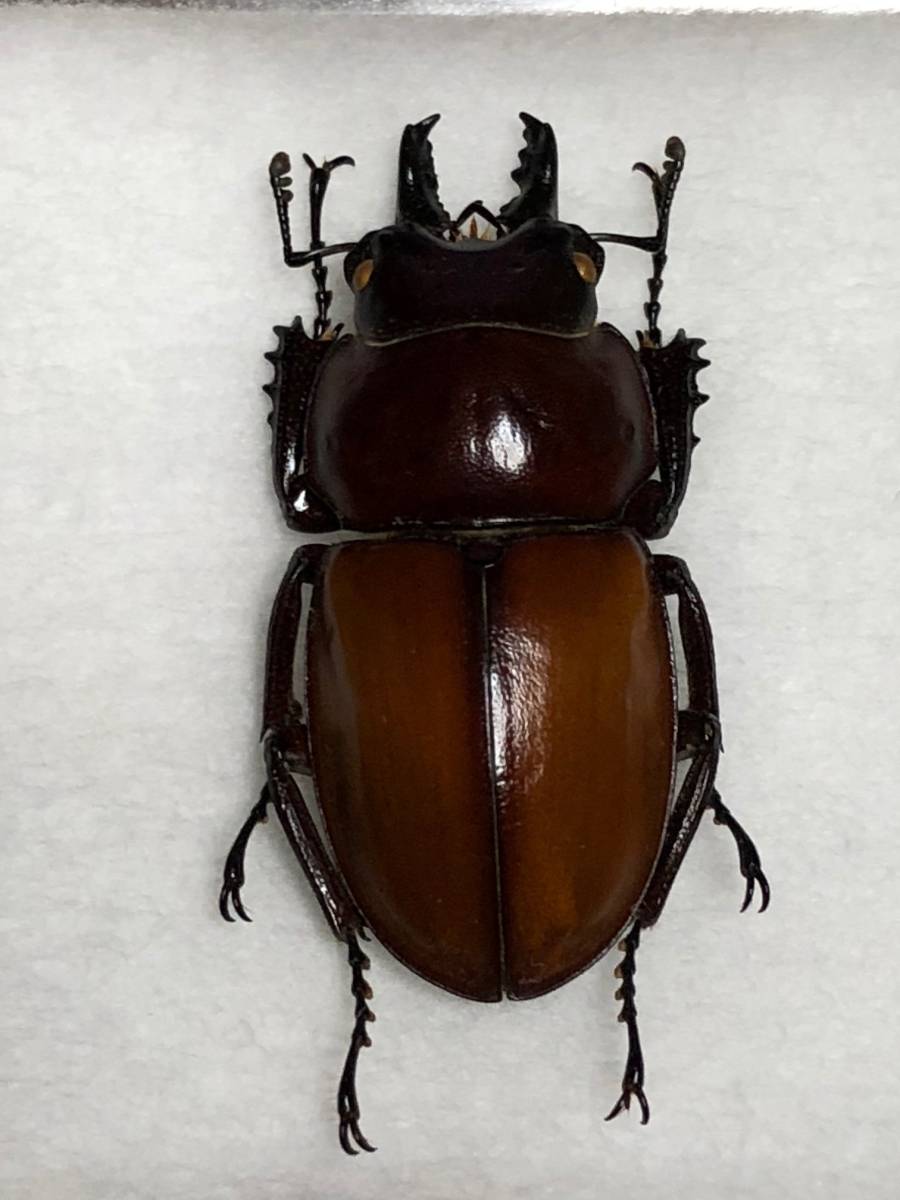 チャイロマルバネクワガタ セット マルバネ クワガタ 石垣島 昆虫 標本
