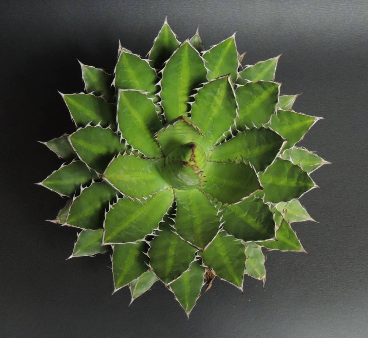 アガベ Agave Sp A