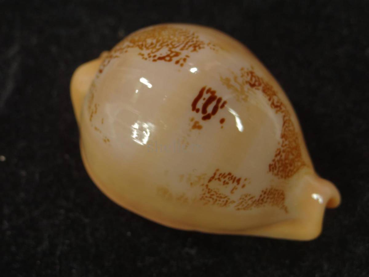 h257926110.3