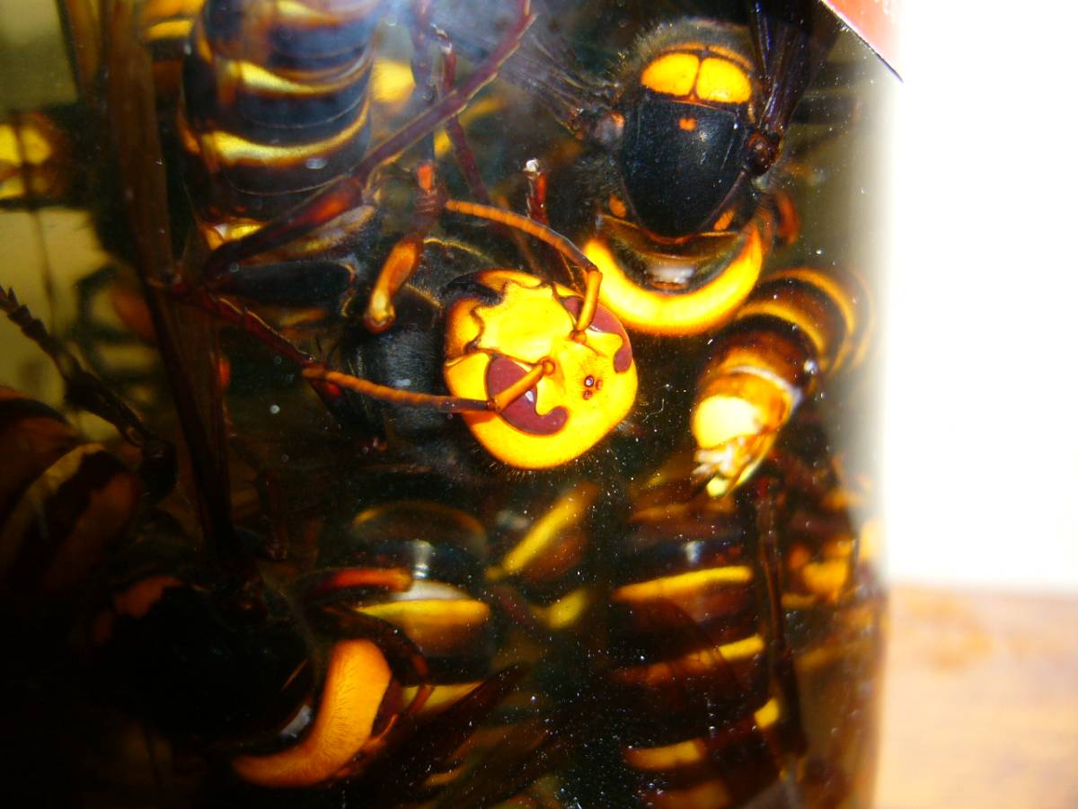 焼酎！オオスズメバチ焼酎漬け松の露 20年以上物！
