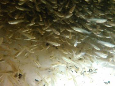 ☆OKATAN☆餌用クロメダカ量売り125ｇ＠岡山