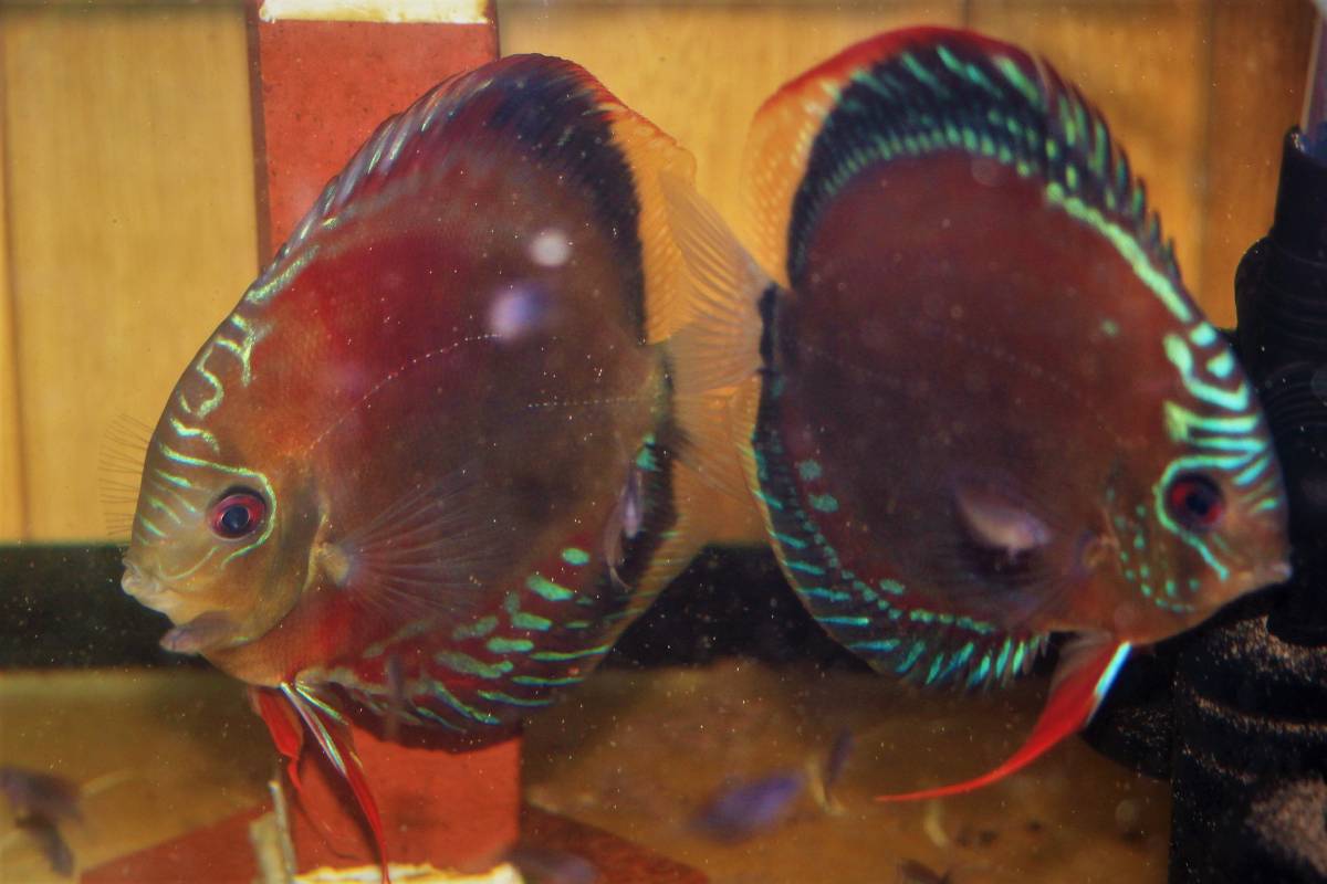 ☆自家産☆WILDアレンカーソリッドレッドクロスF3☆_1