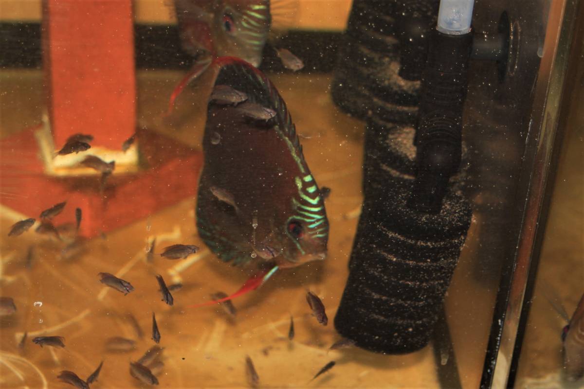 ☆自家産☆WILDアレンカーソリッドレッドクロスF3☆_2