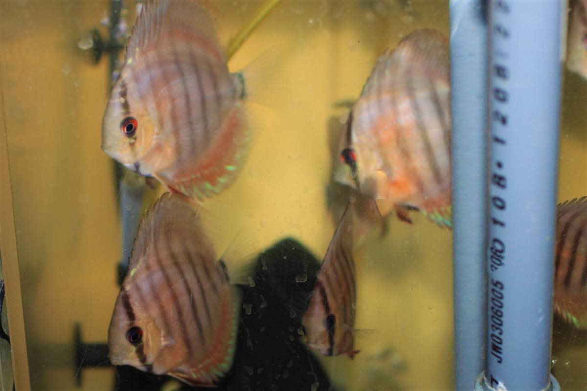 ☆自家産☆WILDアレンカーソリッドレッドクロスF3☆_3