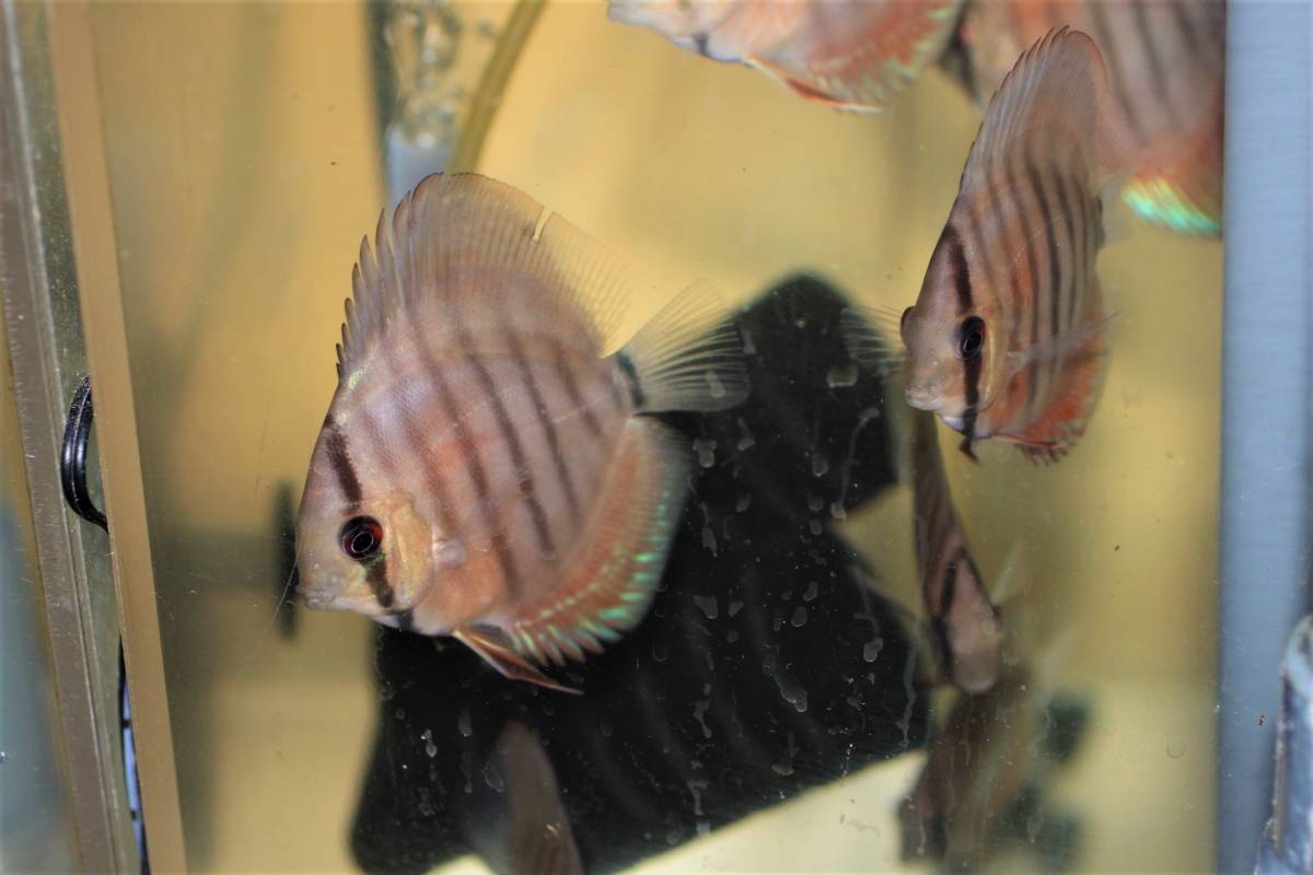 ☆自家産☆WILDアレンカーソリッドレッドクロスF3☆_4