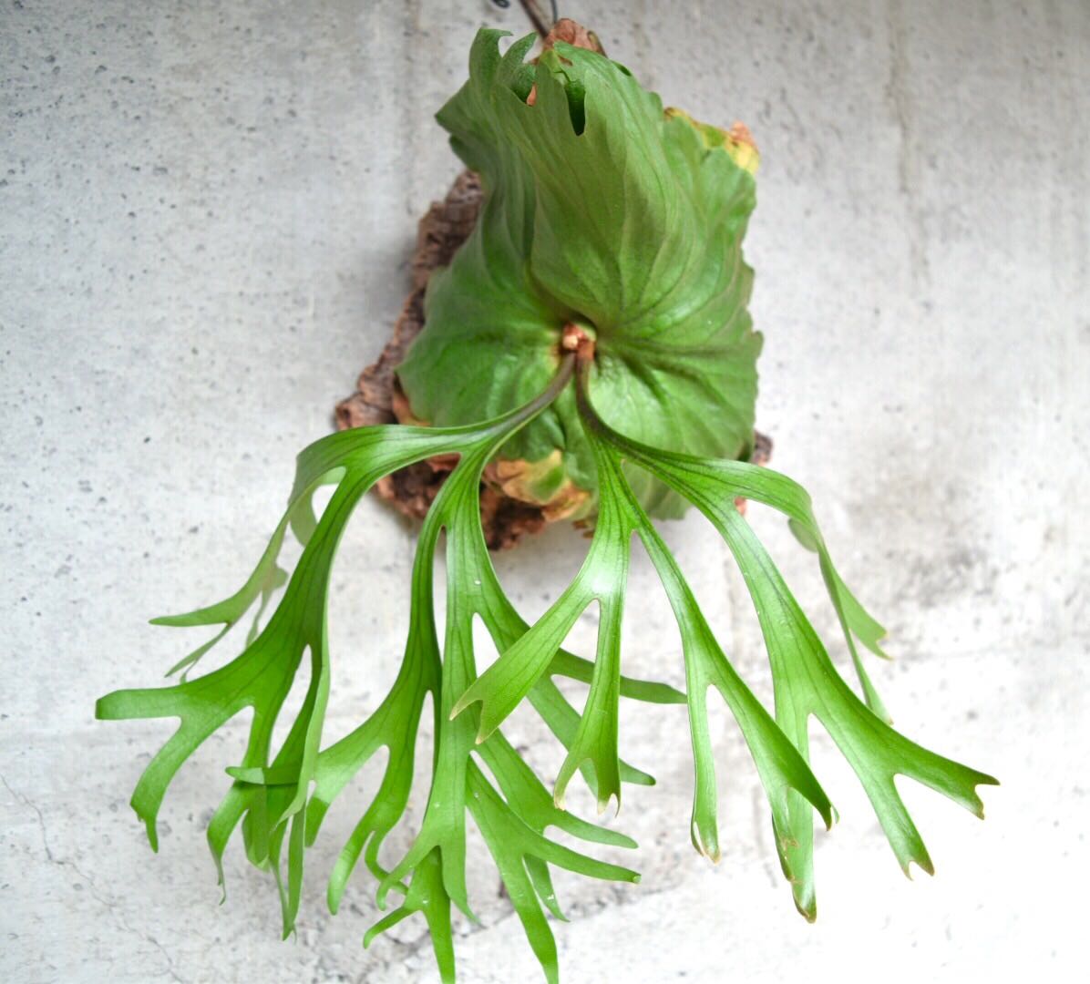 ビカクシダ キッチャクード (リドレイ×コロナリウム) spore ビカクシダ キッチャクード (リドレイ×コロナリウム) spore - メルカリ