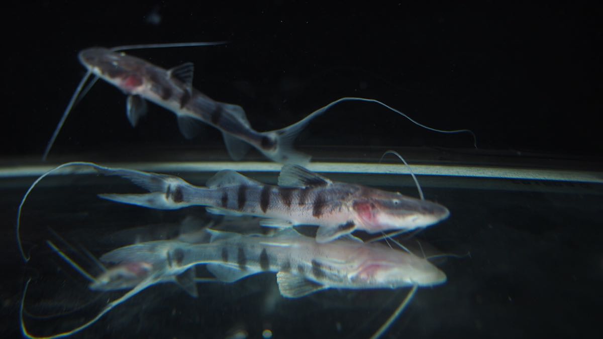 ゼブラキャット ６～８ｃｍ前後 １匹 即決価格！南東北関東信越中部北陸 送料￥1，123