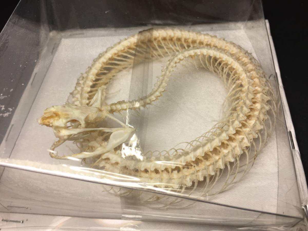 シロクチアオハブ | ヘビの骨格。本物の骨格。クサリヘビ 