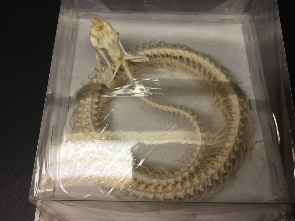 シロクチアオハブ | ヘビの骨格。本物の骨格。クサリヘビ 