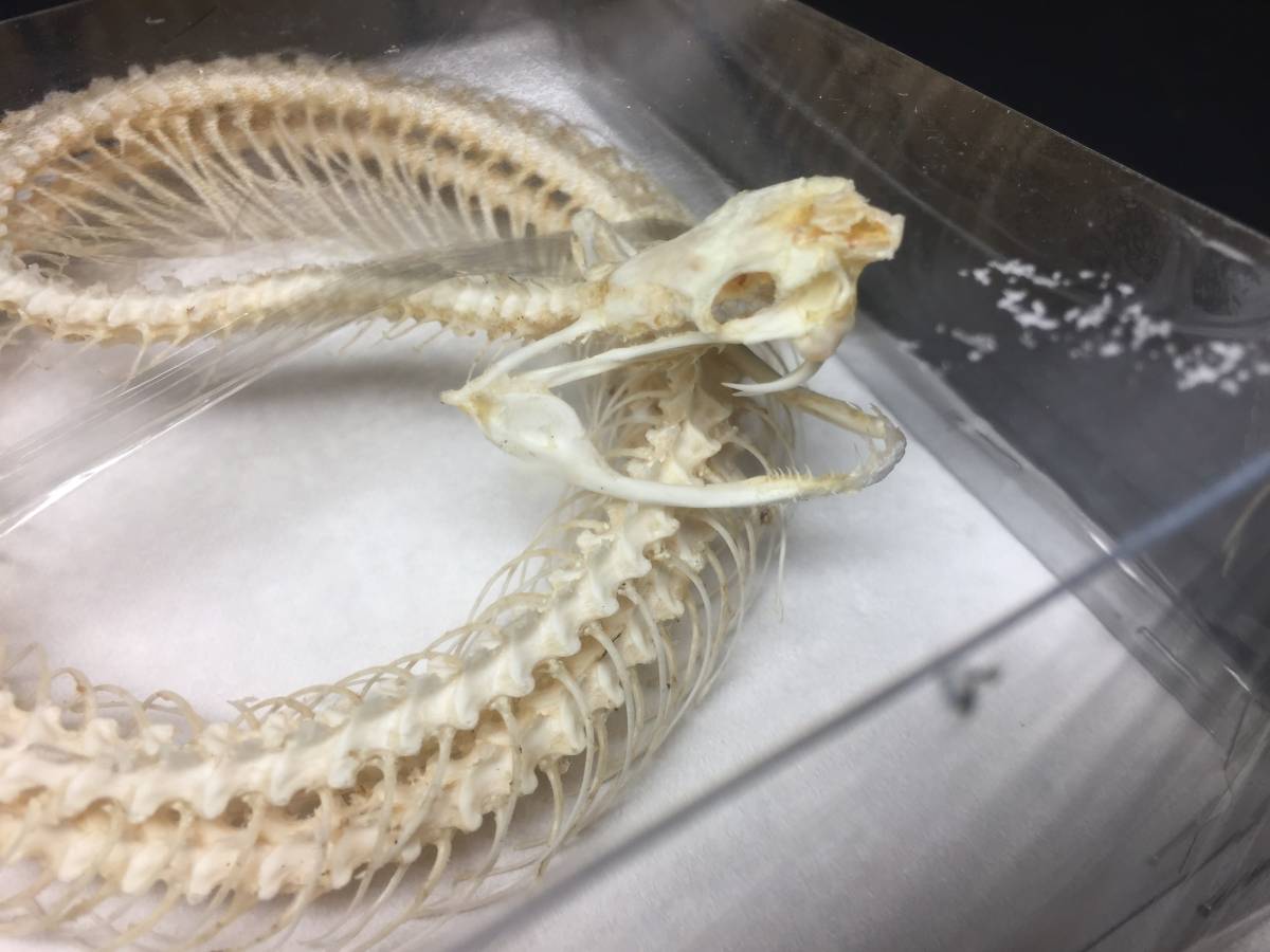 シロクチアオハブ | ヘビの骨格。本物の骨格。クサリヘビ 