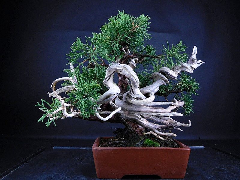 レ*シ様 [サービスオークション盆栽]真柏/フォロワー550人超え感謝商品❗️