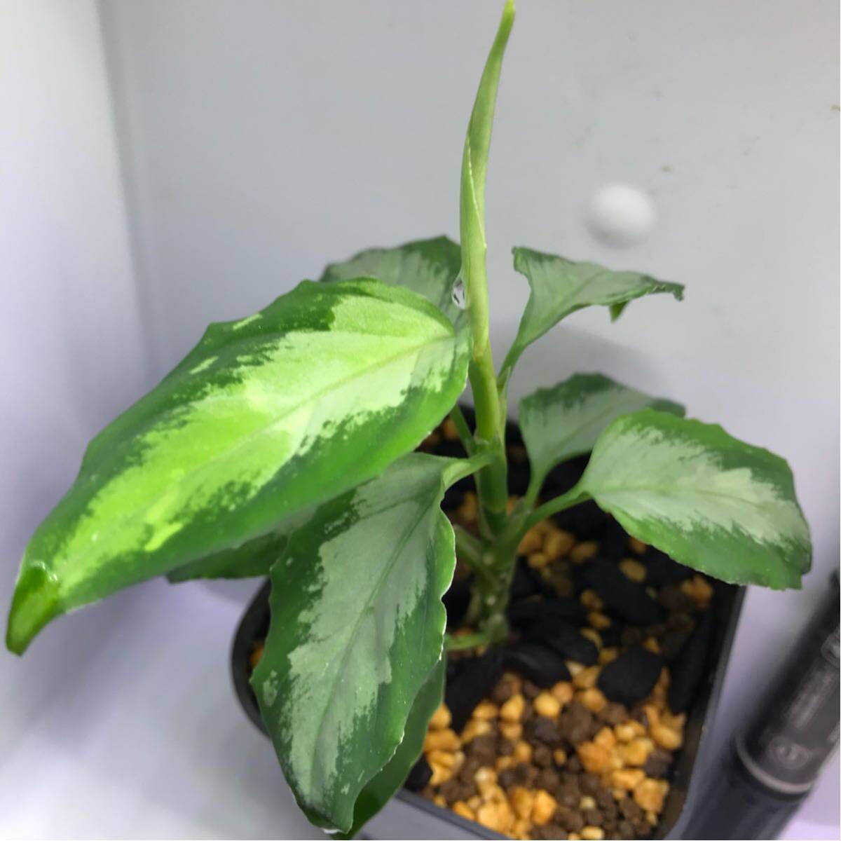 アグラオネマ ピクタム フロスティ Aglaonema pictum DB1311 TB