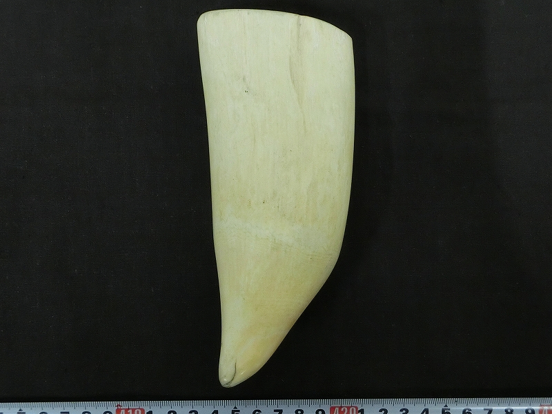B00474 くじら歯 鯨歯 掛花瓶 花入 彫刻材料 根付材料 印材量 鯨牙