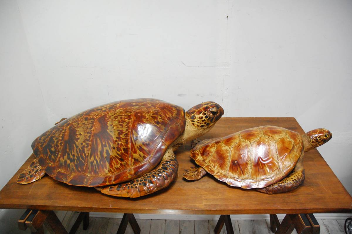 亀 剥製 タイマイ 鼈甲 べっ甲 大型 全長53cm 83cm 海亀 ウミガメ 置物 