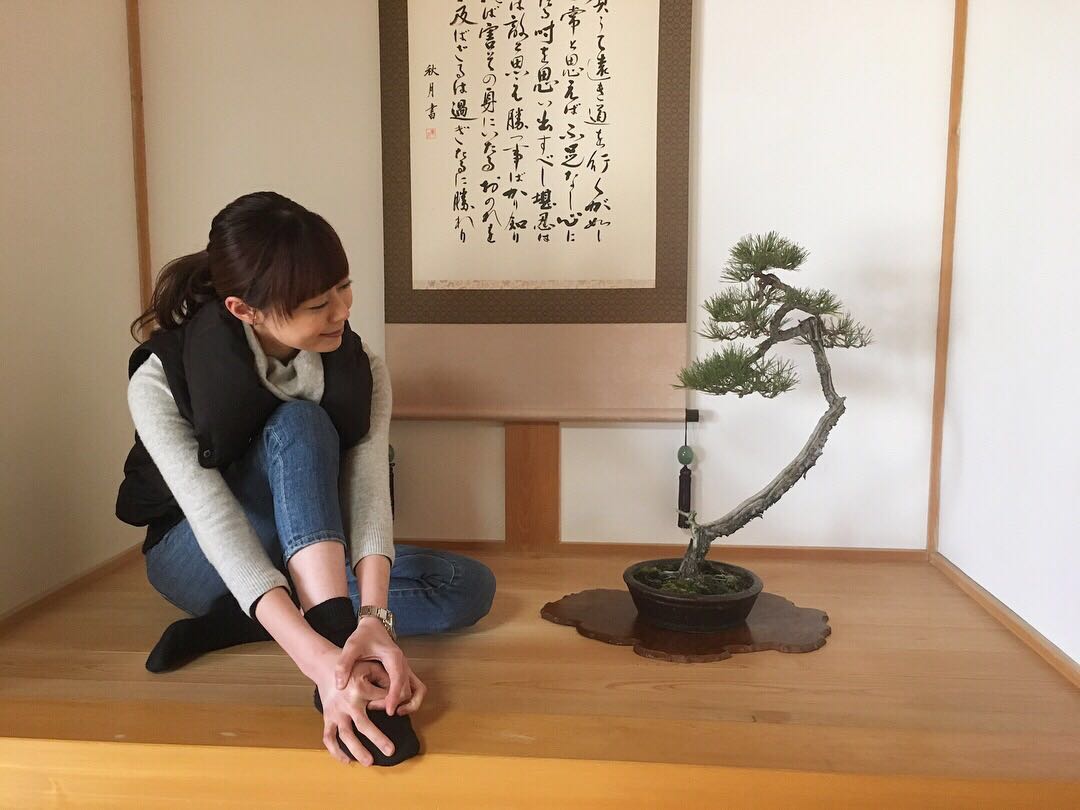 赤松 文人 樹高58cm xibix