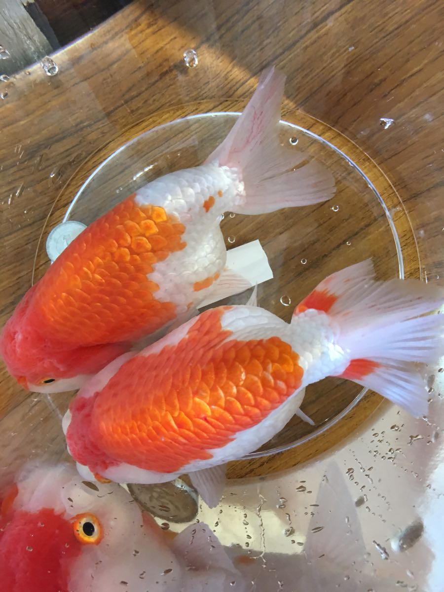 特選金魚 弥富産 加藤氏作 超特大 ライオンヘッドらんちゅう １ペア０９ 三歳 約１５センチ 金魚 売買されたオークション情報 Yahooの商品情報をアーカイブ公開 オークファン Aucfan Com