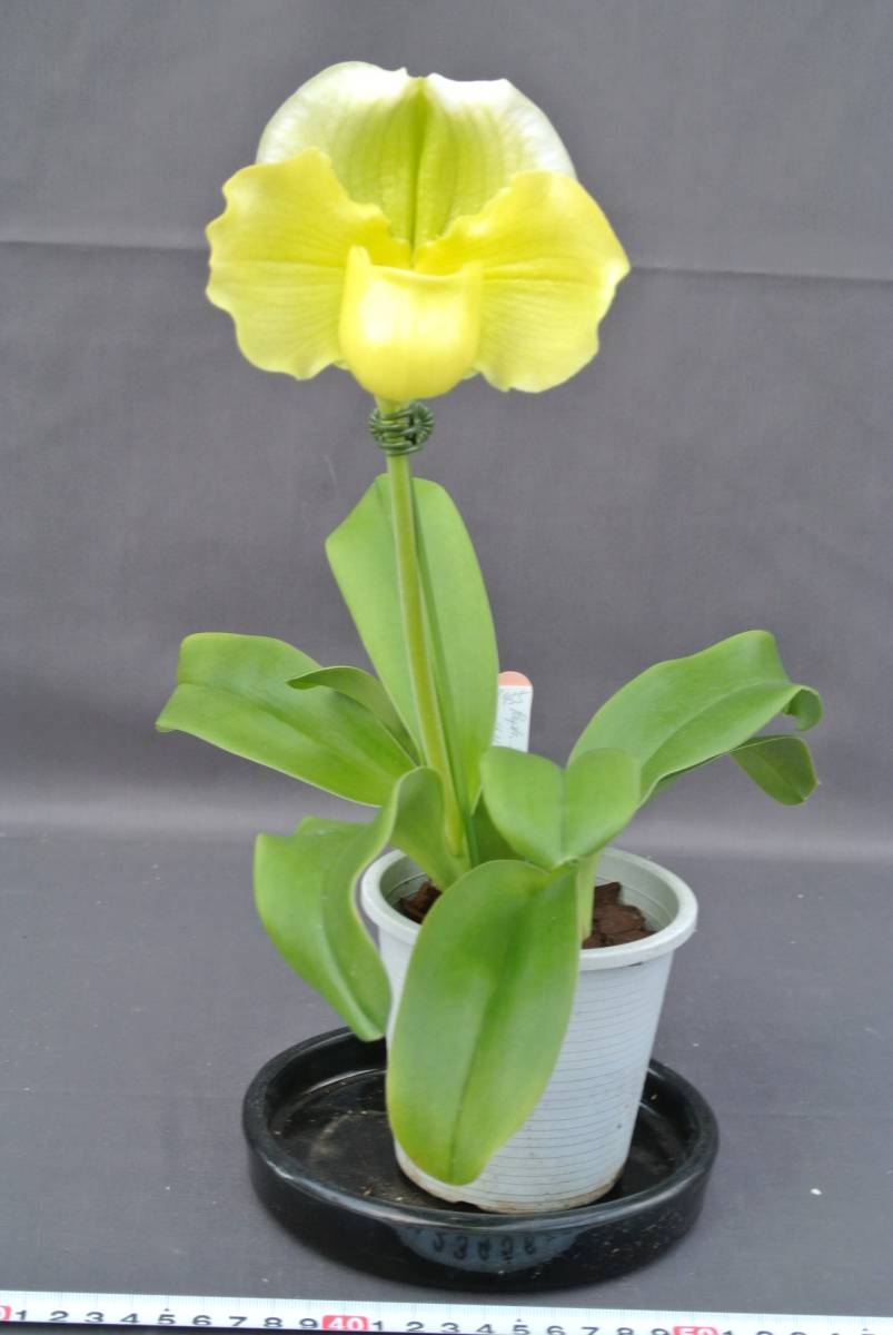 セレクトパフィオ】Paph.Stone lovely (`Kamiya' ×`Sea Side') Paph