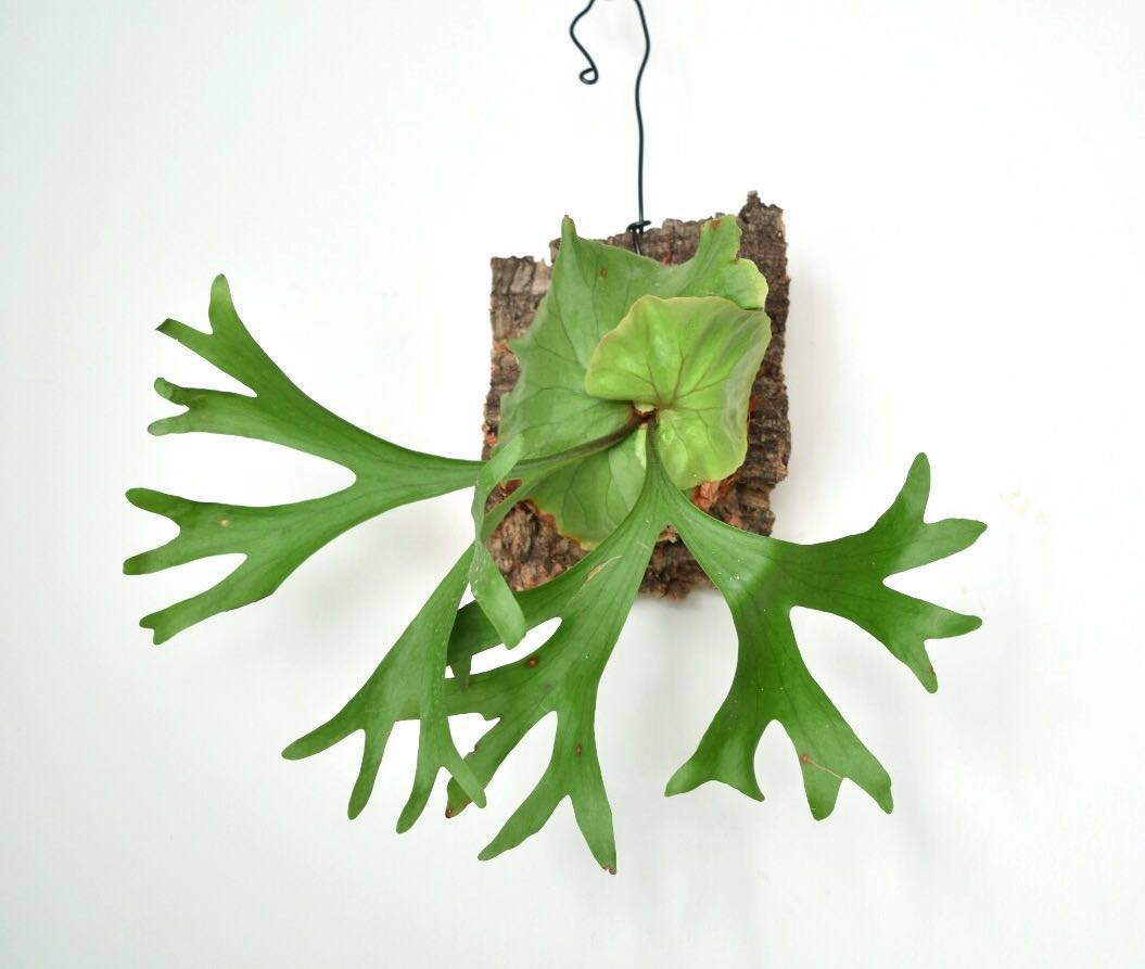 P.Mt.kitshakood リドレイ x コロナリウム ビカクシダ コウモリラン