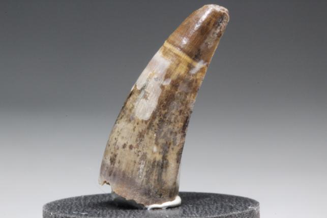 三葉虫 化石 三葉虫化石 究極のレトロ fossil ボリビア産 化石管理番号