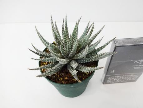 アロエ 株のYahoo!オークション(旧ヤフオク!)の相場・価格を見る