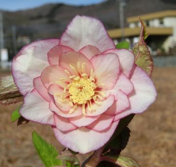 開花株クリスマスローズ・ddピンクゴールドピコティ-568