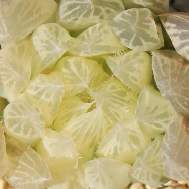 ★白水晶Ａ∮ハオルチア∮多肉植物専門店★多肉永遠∮多肉植物 Haworthia★