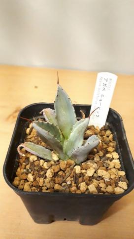 多肉植物】アガベ キュービックAgave potatorum cv 'Cubic' 赤刺が魅力