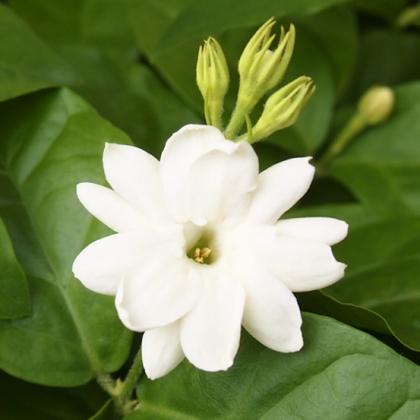 ピカケ アラビアンジャスミン マツリカ 茉莉花 Marketingagricola Pt
