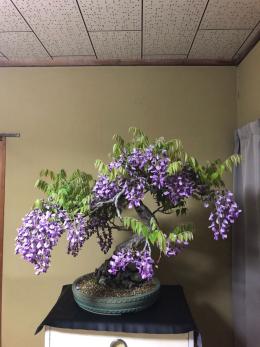 花物 盆栽 だるま藤 紫花 絶品 大品 根のコブが魅力 特別出品 松 売買されたオークション情報 Yahooの商品情報をアーカイブ公開 オークファン Aucfan Com