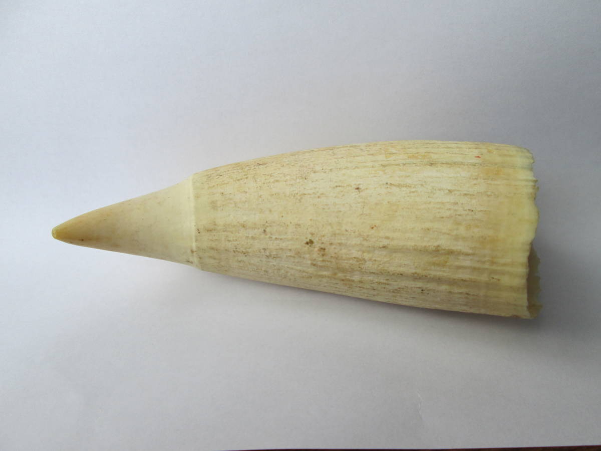 ◇クジラ 【マッコウクジラの歯 加工品2枚 計16.1g】抹香 鯨 クジラ
