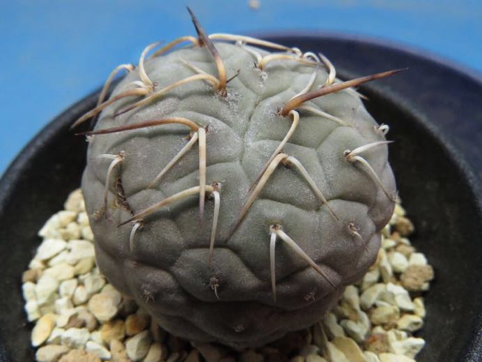サボテン 多肉植物 198 テフロカクタス ゲオメトリクス 塊根　コーデックス