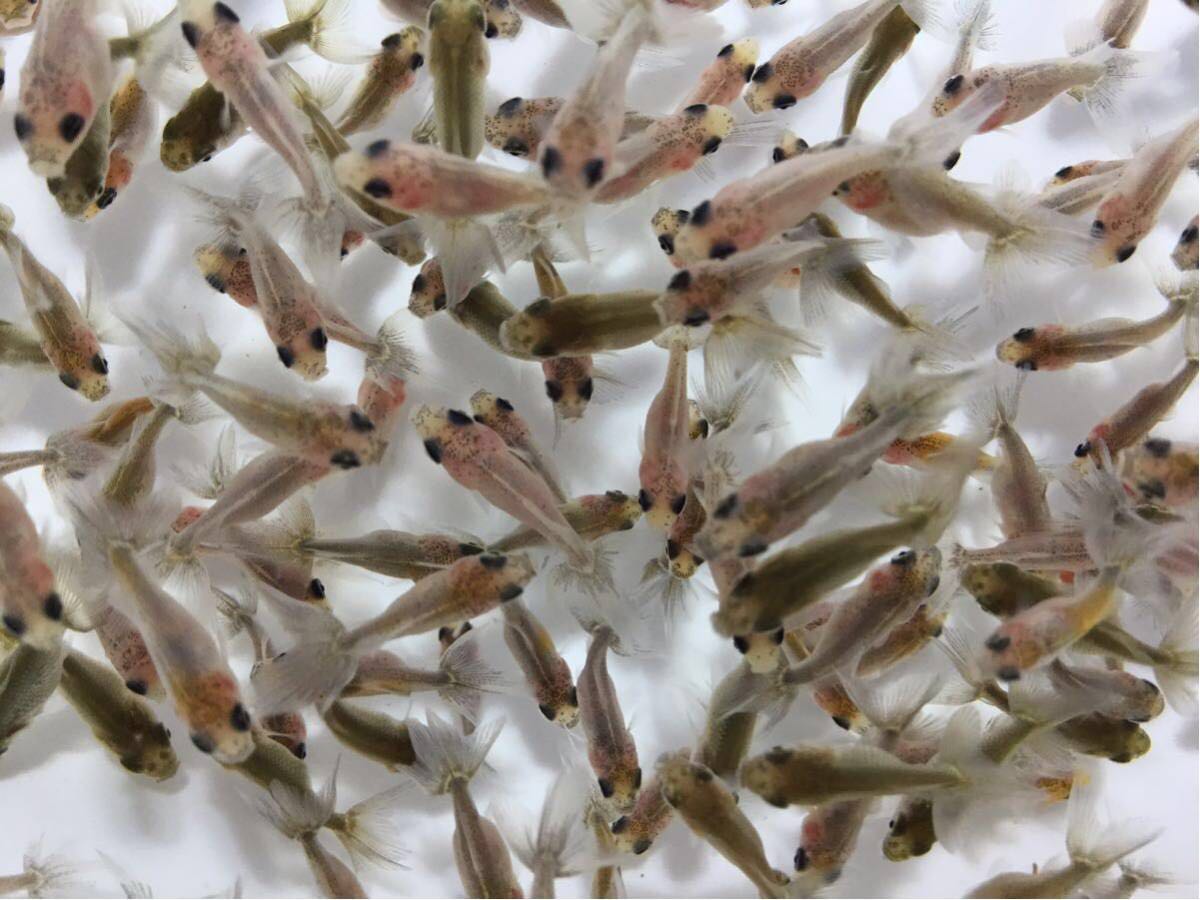 鈴木東錦 （稚魚） 20匹 金魚 公式販促 | □鈴木東錦二歳20cm前後 