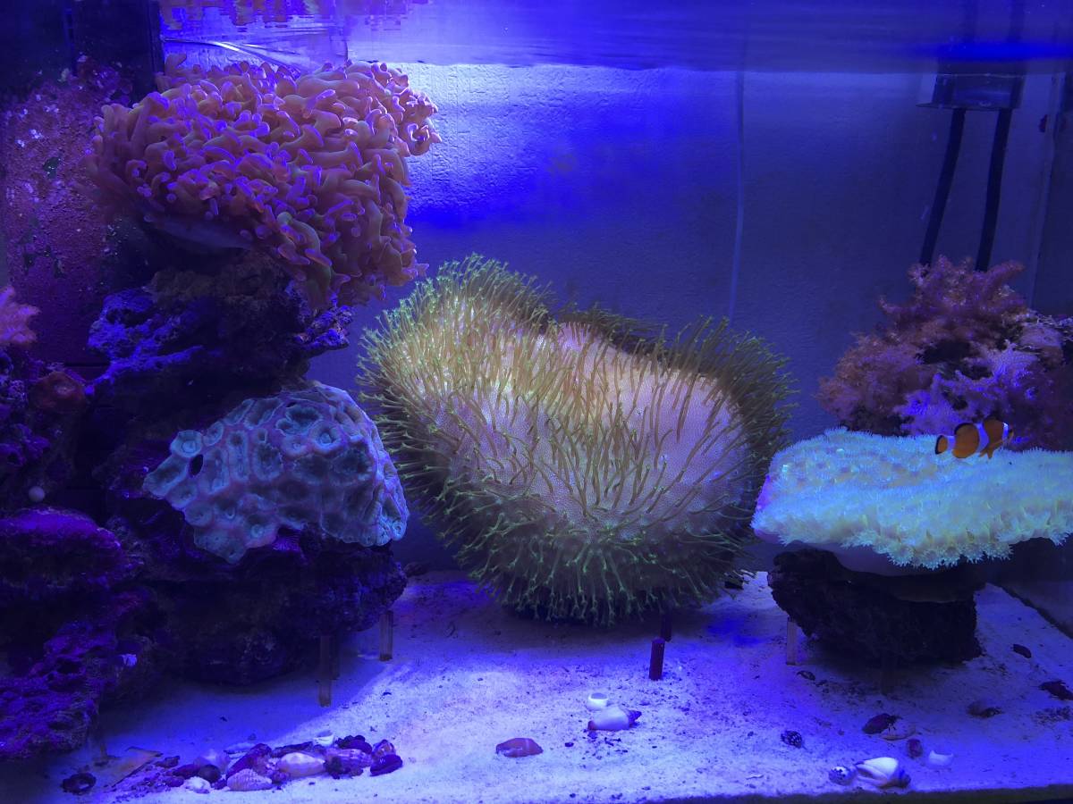 その他 （決定取り引き中）この中の生体 全て サンゴ 海水魚