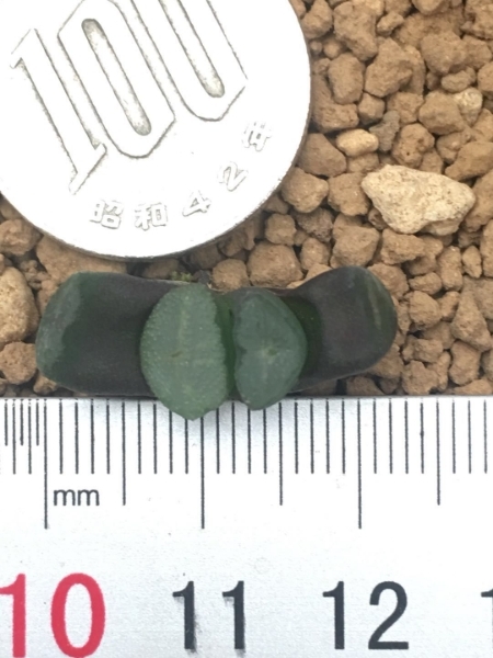 多肉植物ハオルチア万象「ワセダ」葉ざしサボテン