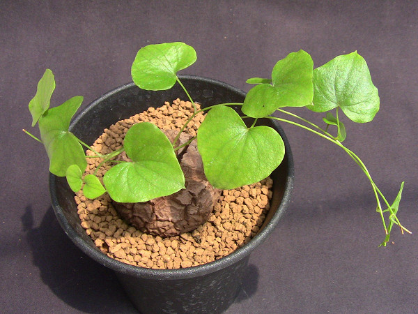 送料無料，正規品 奈良研 サボテン 多肉色々 278 亀甲竜(サボテン)｜売買されたオークション情報、yahooの商品情報をアーカイブ公開 - オークファン サボテン