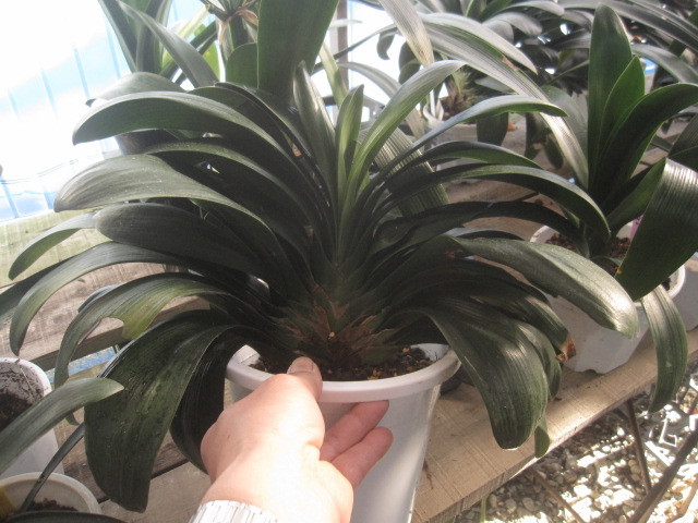 キンリョウヘン大株 花芽5芽以上 キンリョウヘン 花多数あり | 日本