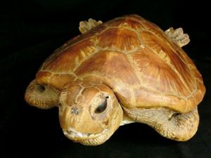 亀 剥製のYahoo!オークション(旧ヤフオク!)の相場・価格を見る｜Yahoo