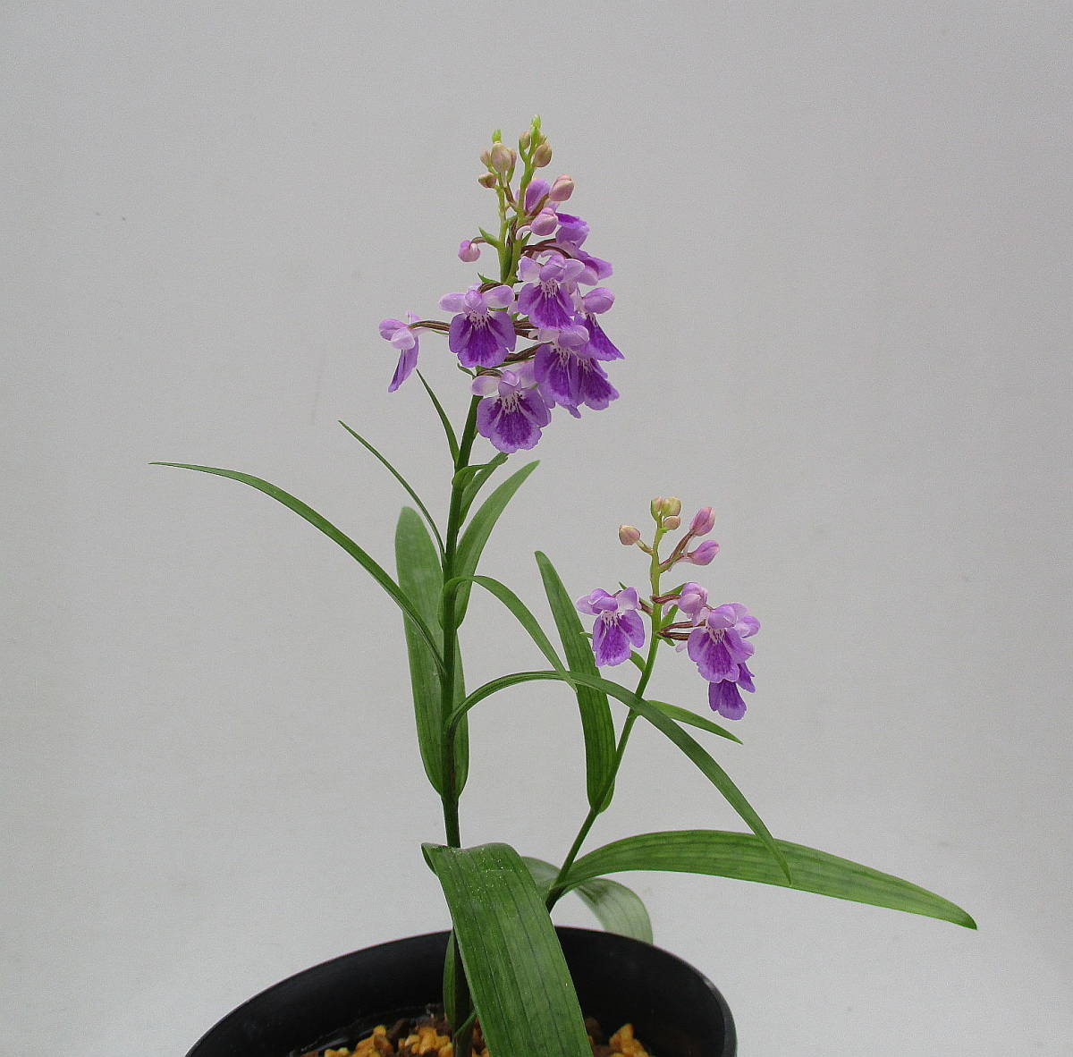 ★ソニー E 55-210mm F4.5-6.3 OSS SEL55210 洋蘭パフィオ】Paph.Extra Churchill`A'×Hamana Waltz | PROPERTY.STAI