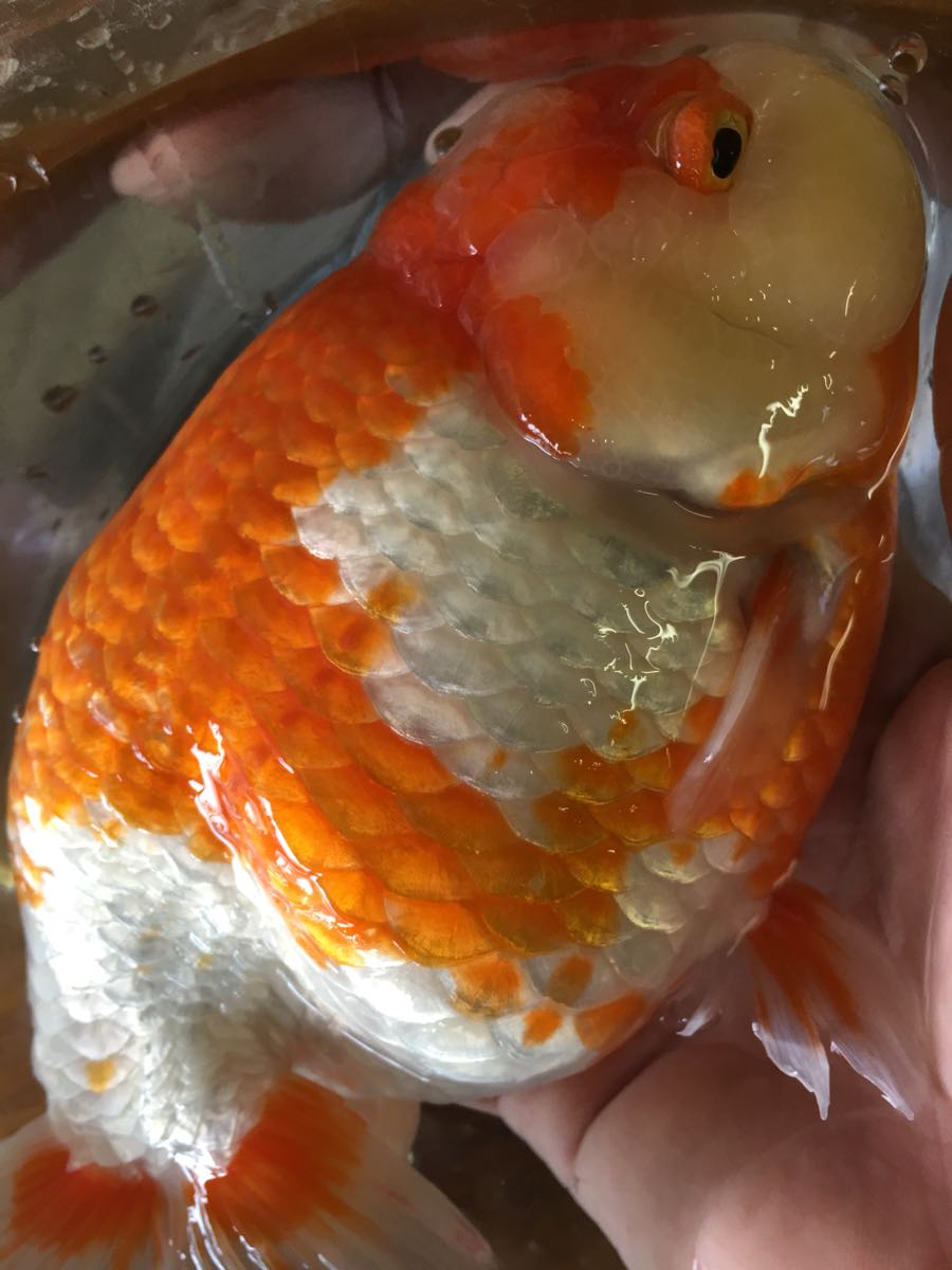 特選金魚 弥富産 超巨大 更紗らんちゅう ライオンヘッド１尾 三歳約２０センチ 難有り 金魚 売買されたオークション情報 Yahooの商品情報をアーカイブ公開 オークファン Aucfan Com
