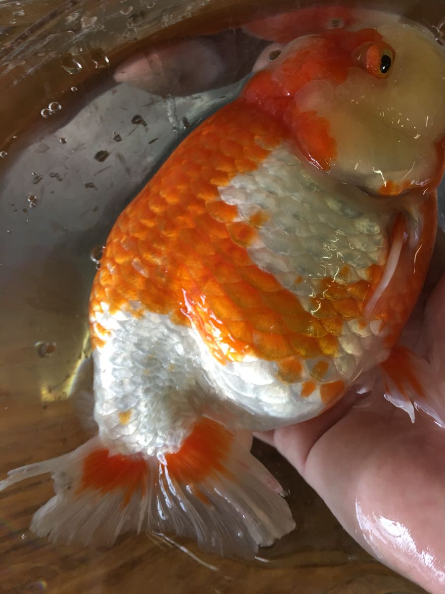 特選金魚 弥富産 超巨大 更紗らんちゅう ライオンヘッド１尾 三歳約２０センチ 難有り 金魚 売買されたオークション情報 Yahooの商品情報をアーカイブ公開 オークファン Aucfan Com