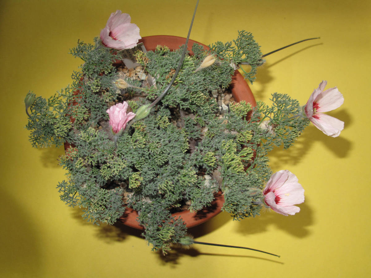 種子　サルコカウロン　ムルチフィズム　Pink/Red flower Sarcocaulon multifidum 5粒 monsonia_1