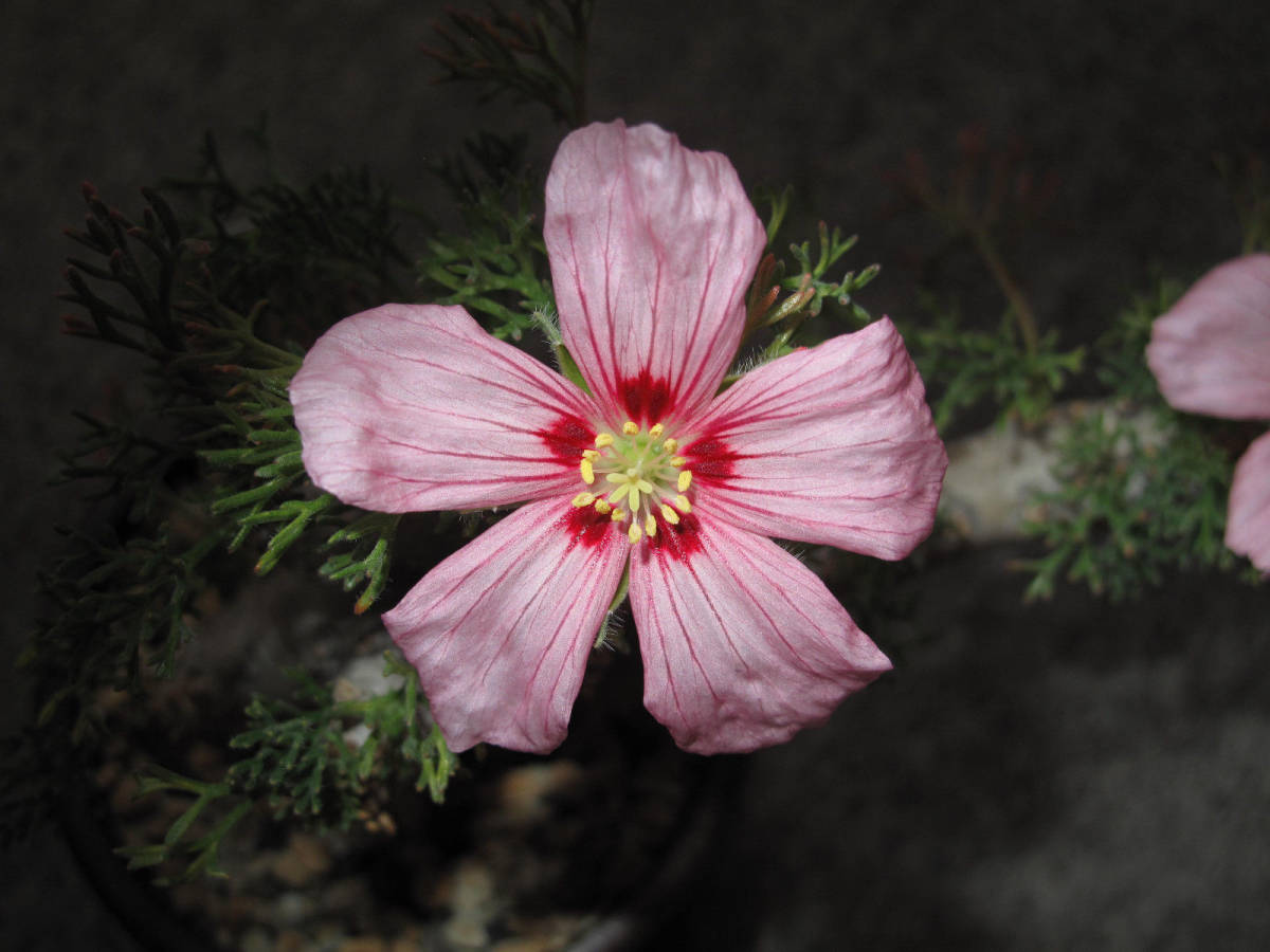 種子　サルコカウロン　ムルチフィズム　Pink/Red flower Sarcocaulon multifidum 5粒 monsonia_2