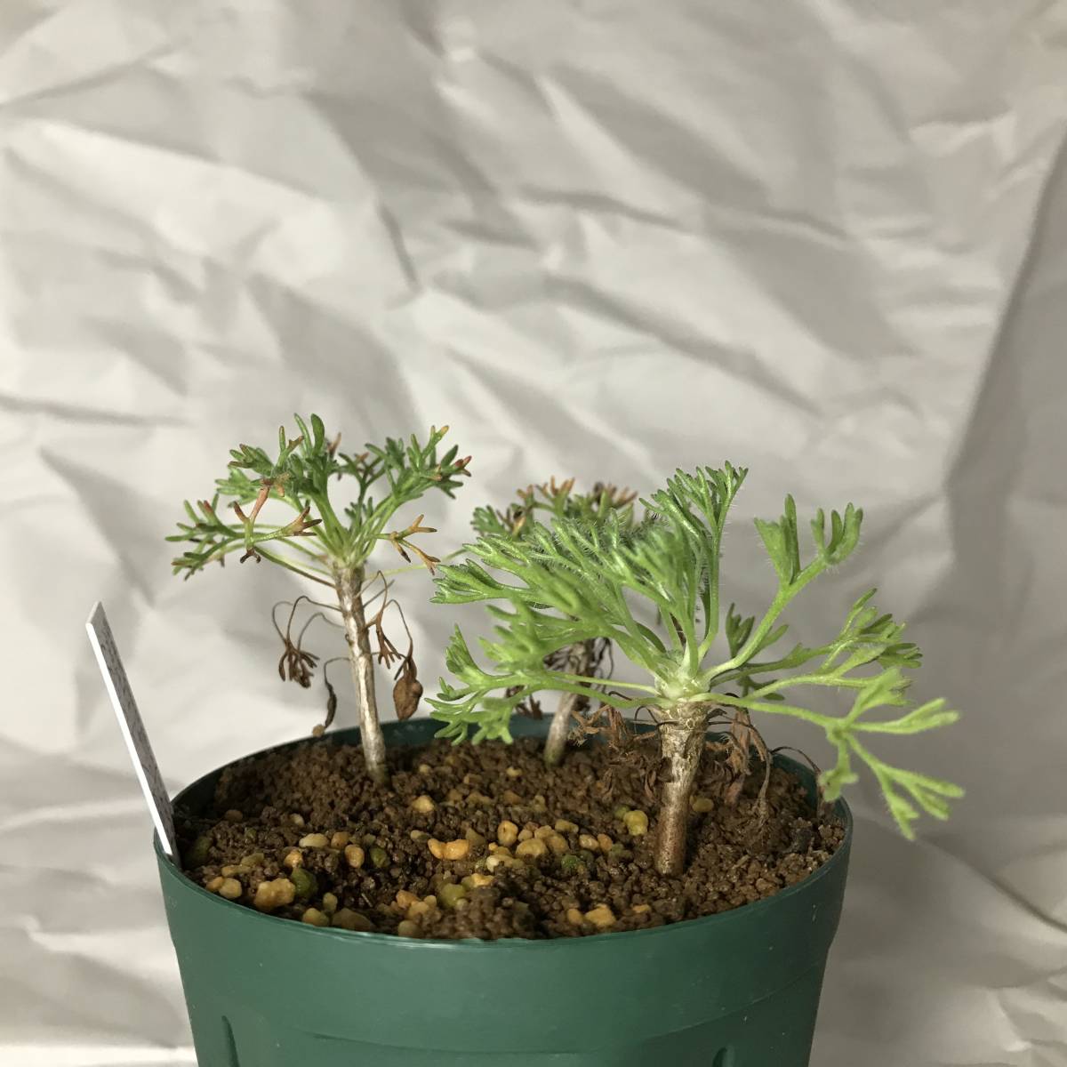 種子　サルコカウロン　ムルチフィズム　Pink/Red flower Sarcocaulon multifidum 5粒 monsonia_3