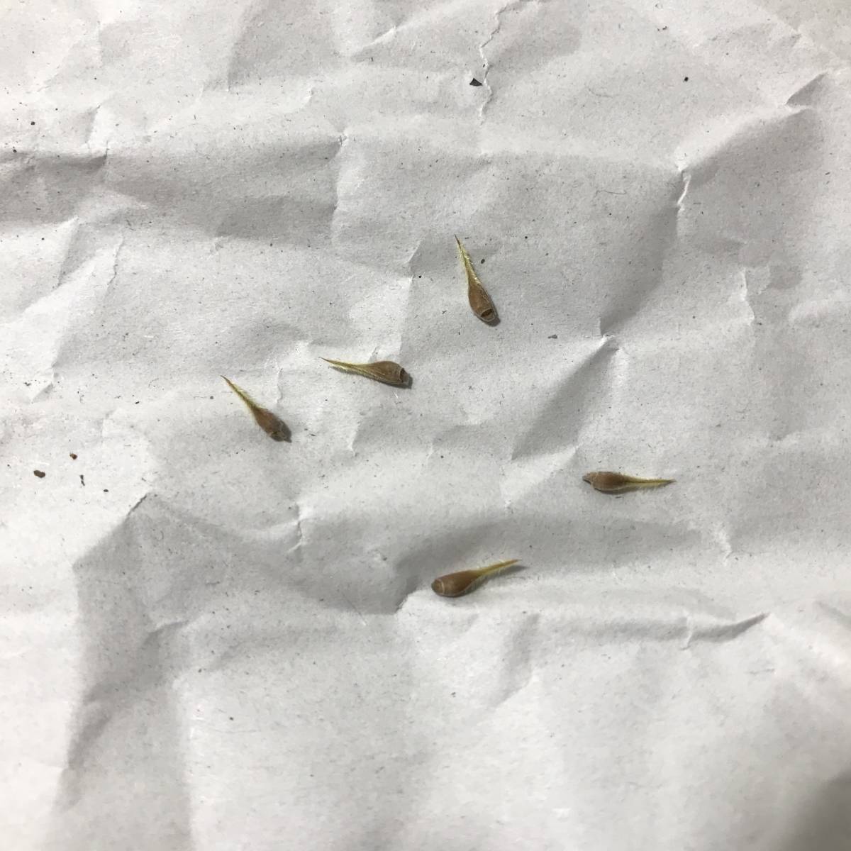 種子　サルコカウロン　ムルチフィズム　Pink/Red flower Sarcocaulon multifidum 5粒 monsonia_4