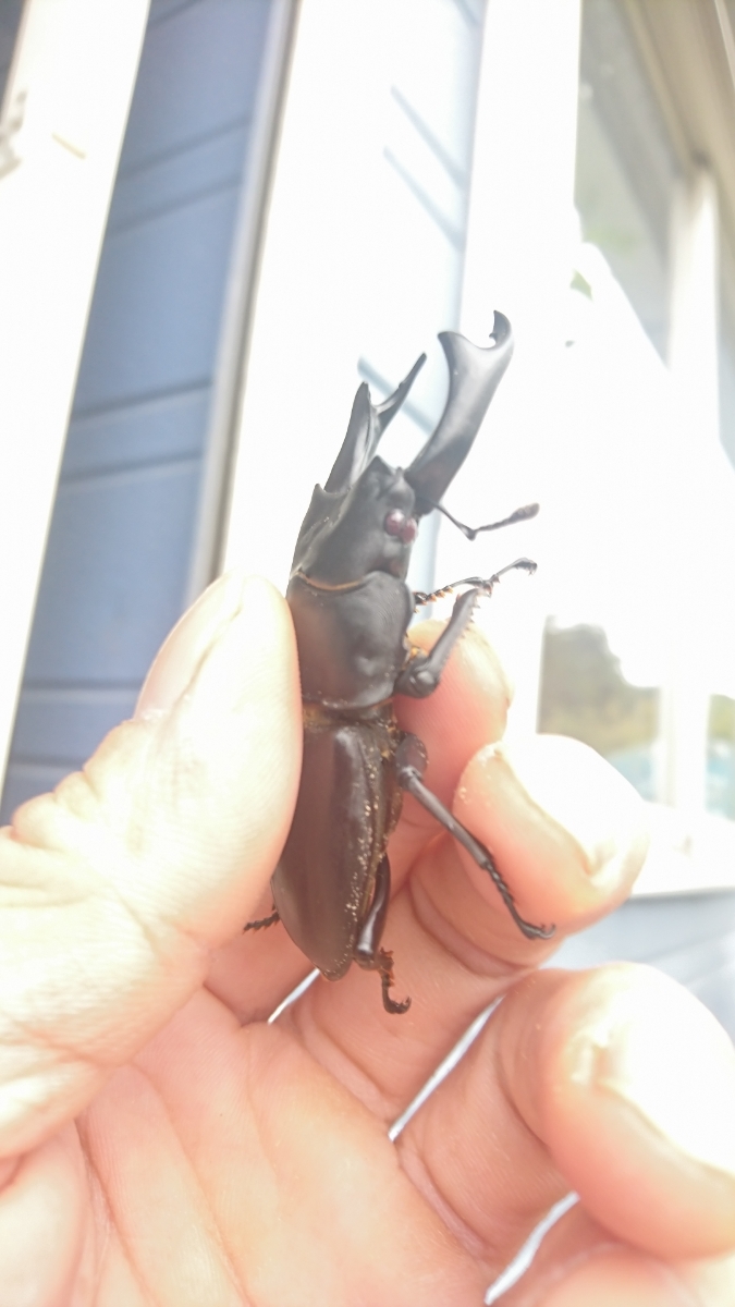 阿古谷系。BLUE LEVIN Ⅱ ペア