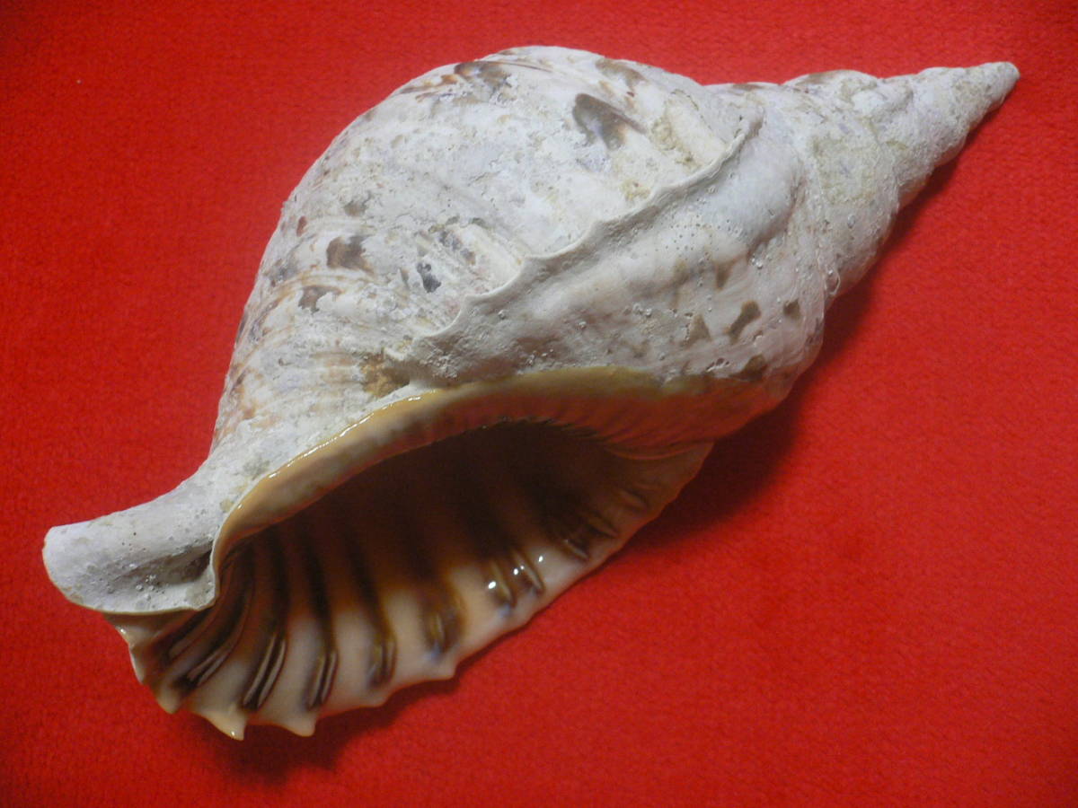 貝 標本 テングガイ 大 スーパーエクセプショナル