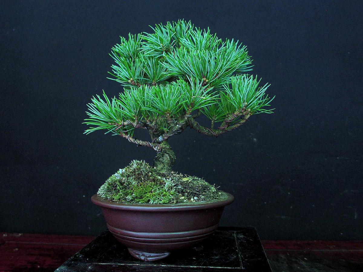 福助　那須五葉松／ナスゴヨウマツ　樹高１４㎝　模様　良葉　実性木　小品素材 ９Ｂ１９５２４