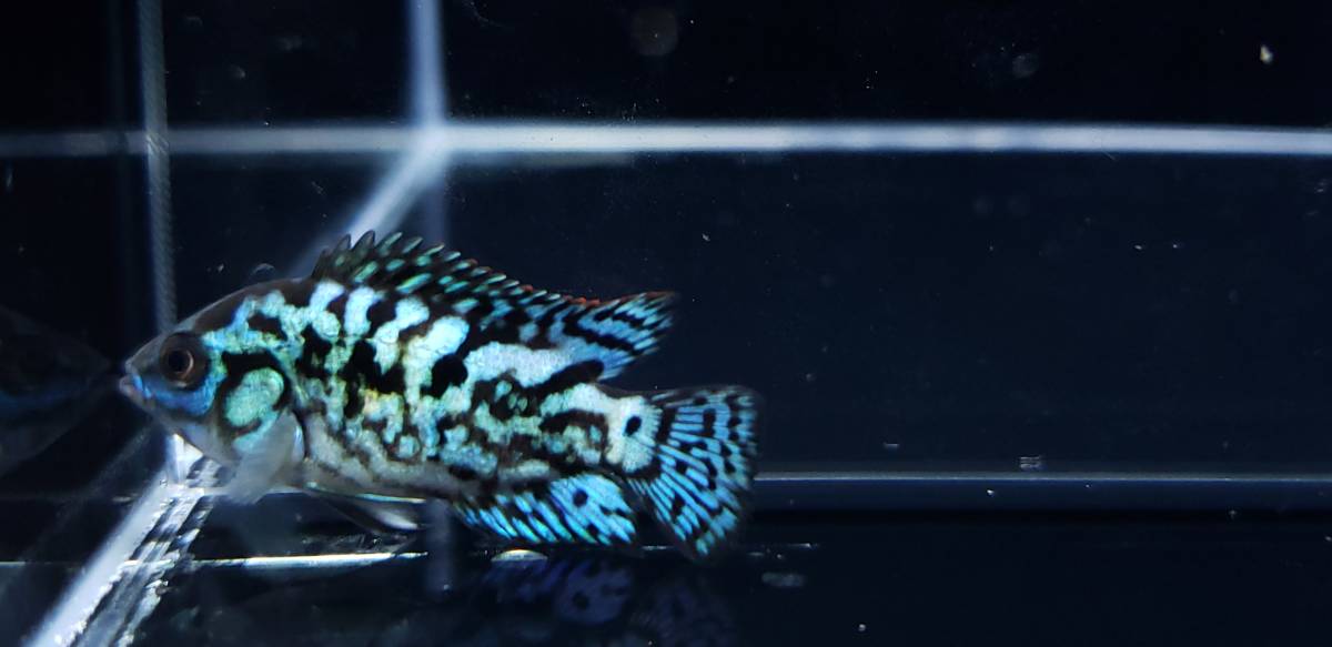 〔maiko_green08〕 エレクトリックブルーデンプシー　②　約3～4ｃｍ　【5匹セット】　【一部死着保証あり】_1