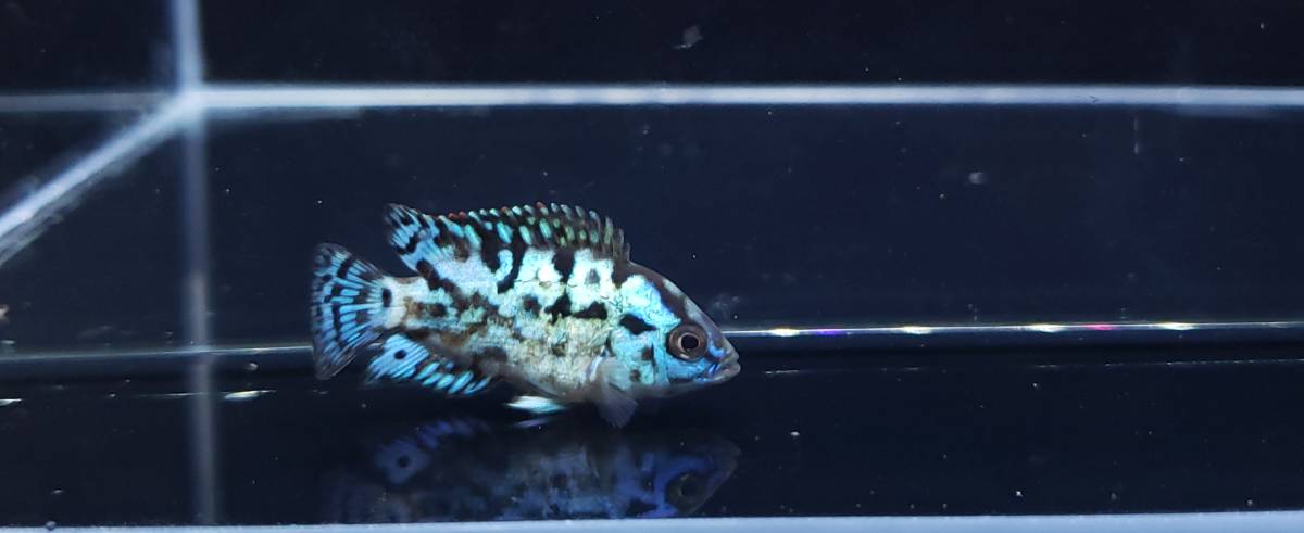 〔maiko_green08〕 エレクトリックブルーデンプシー　②　約3～4ｃｍ　【5匹セット】　【一部死着保証あり】_2