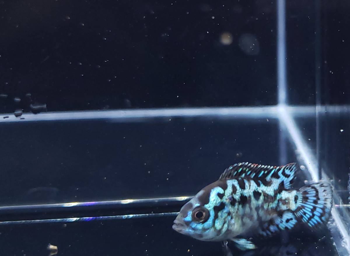 〔maiko_green08〕 エレクトリックブルーデンプシー　②　約3～4ｃｍ　【5匹セット】　【一部死着保証あり】_4